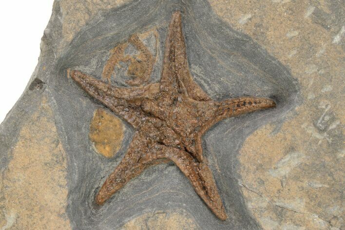 Exceptionally Preserved Fossil Starfish #225763